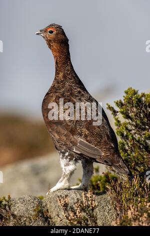 Uk wildlife: Stunning vertical portrait of red grouse with full body and legs visible standing in moorland. England Stock Photo