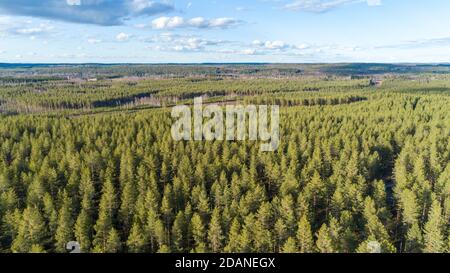 Aerial view of European coniferous forest at ice age esker, growing mainly pine trees ( pinus sylvestris ) , Finland Stock Photo