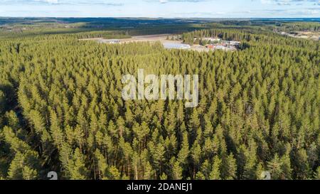 Aerial view of European taiga forest at ice age esker, growing mainly pine trees ( pinus sylvestris ) and distant view of tree nursery , Finland Stock Photo