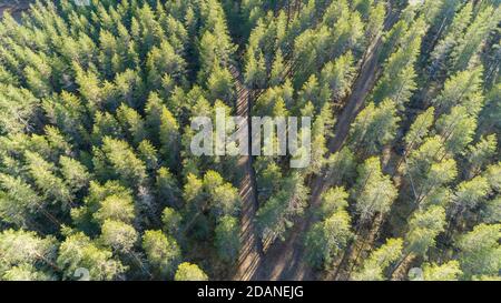 Aerial view of logging roads at European taiga forest at ice age esker , growing predominantly pine trees ( pinus sylvestris )  Lintharju Finland Stock Photo