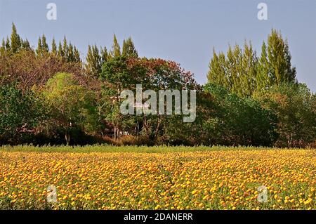 A field of yellow and golden marigolds against a backdrop of autumnal trees and a vibrant blue sky. Stock Photo