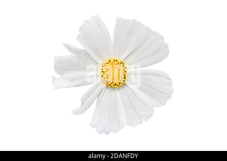 White Cosmos flower isolated on white background. Ornamental beautiful blooming garden plant Cosmos bipinnatus. Stock Photo