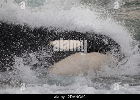 Southern Right whale (Eubalaena Australis) Stock Photo