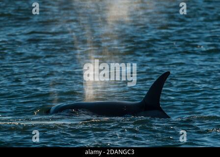 Southern Right whale (Eubalaena Australis) Stock Photo