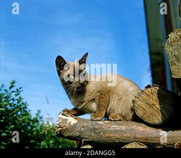 CHOCOLATE BURMESE DOMESTIC CAT, ADULT STANDING ON PILE OF LOGS Stock Photo