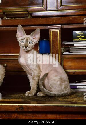 DEVON REX CAT, ADULT STANDING ON WOODEN DESK Stock Photo