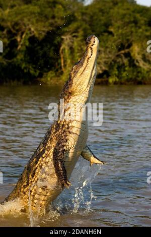 SPECTACLED CAIMAN caiman crocodilus, ADULT LEAPING OUT OF WATER, LOS LIANOS IN VENEZUELA Stock Photo