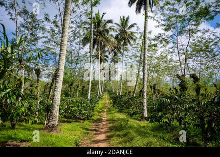 path through a plantage with palms Stock Photo