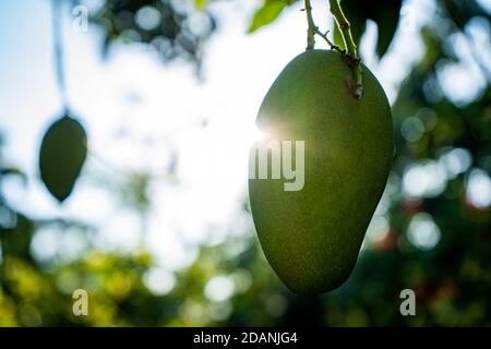 close-up green mango against the sun Stock Photo