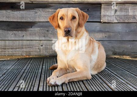 Yellow Labrador dog and five week old puppy Stock Photo