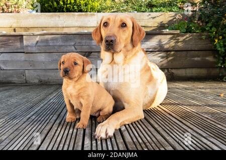 Yellow Labrador dog and five week old puppy Stock Photo