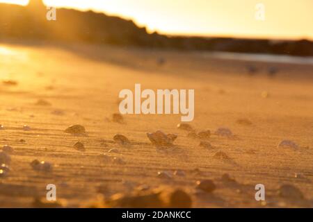 A gust of wind on a sandy beach in golden light Stock Photo