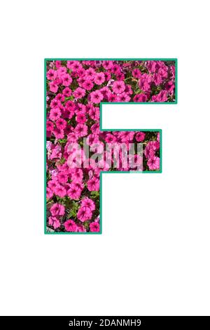 stylish letter F text typography font lettering symbol graphic colorful natural spring magenta pink petunia flowers element inside outline elegant gre Stock Photo