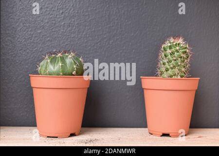 Small cactus plant in a pot on wood table and dark grey background. Stock Photo