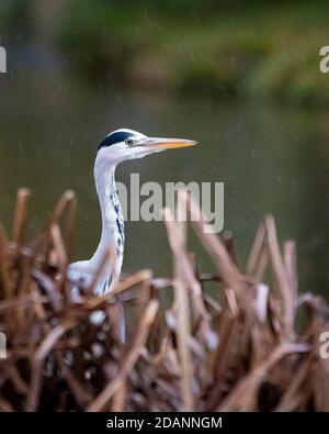 A grey heron hides in the reeds on a riverbank in Bushy Park, West London, UK Stock Photo