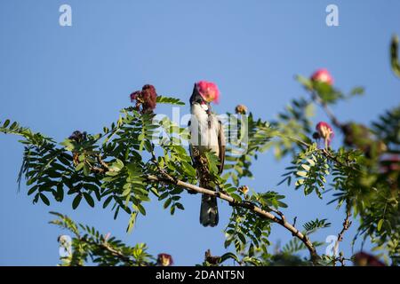 Close up Bird on tree of Pink flower Powder Puff Stock Photo