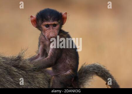 Olive baboon, Papiocynocephalus anubis, Old World Monkey, primate, wildlife, baby, sitting on mother's back; primate; Tarangire National Park, Tanzani Stock Photo