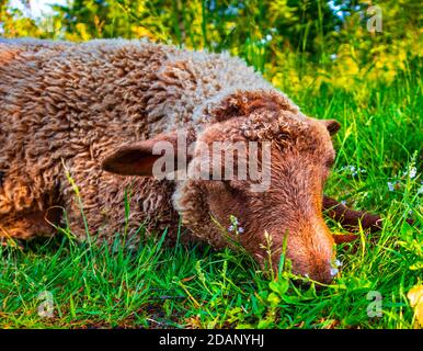 Cute brown sheep laying on the ground in green grass and flowers. Upset animal putting head on legs, being sad. Lamb relaxing outdoors at sunny day Stock Photo