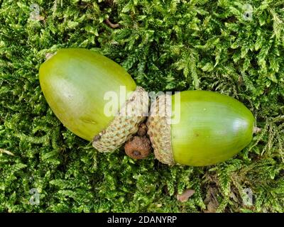 English oak (Quercus robur) ripe acorns on mossy woodland floor, Blean Woods, Kent UK Stock Photo