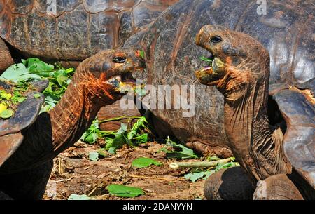 giant tortoise, Charles Darwin research station, Puerto Ayora, Santa Cruz island, Galapagos islands,  Ecuador Stock Photo