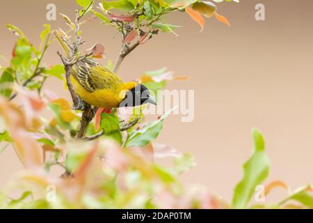 Lesser Masked Weaver (Ploceus intermedius), adult male in breeding plumage perched on a branch, Mpumalanga, South Africa Stock Photo