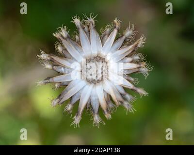 Dried Thistle Head, Lullingstone Country Park, Kent UK Stock Photo