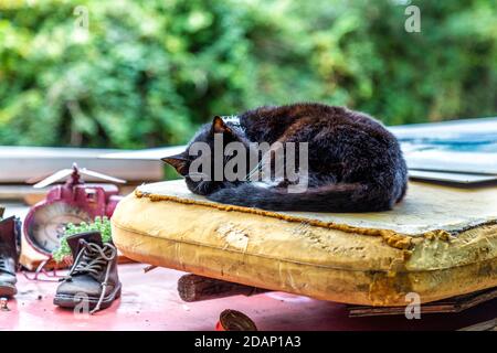 Black cat sleeping on top of a houseboat along the Grand Union Canal in Colne Valley, Uxbridge, UK Stock Photo