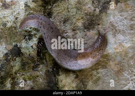 Great Grey Slug (Limax maximus), adult on a rock, Campania, Italy Stock Photo