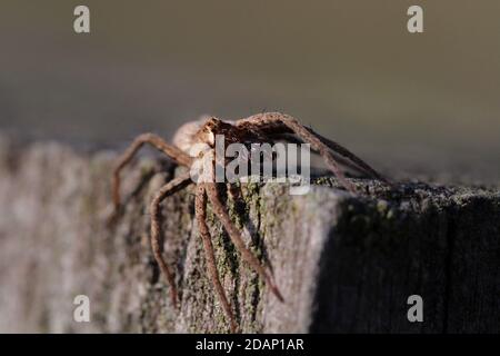 Buzzing Spider (Anyphaena accentuata) with captured prey (spider) Stock Photo