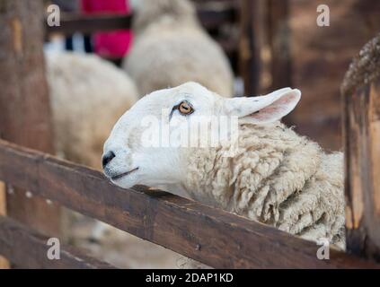 Close up of Border Leicester Ewe in a zoo Stock Photo