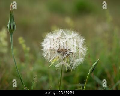 Jack-go-to-bed-at-noon (Tragopogon pratensis) seed head, Lullingstone Country Park, Kent UK Stock Photo
