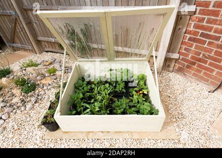 Cold frame full of young annual plants hardening off in a domestic garden, England, UK Stock Photo