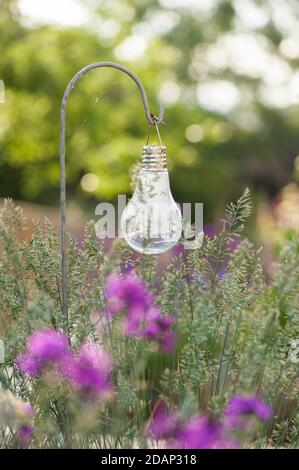 Flowering Festuca glauca, Blue Fescue Grass with a solar light in the background Stock Photo