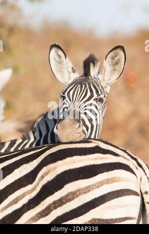 Plain zebra close up, Equus quagga, Kruger national Park Stock Photo
