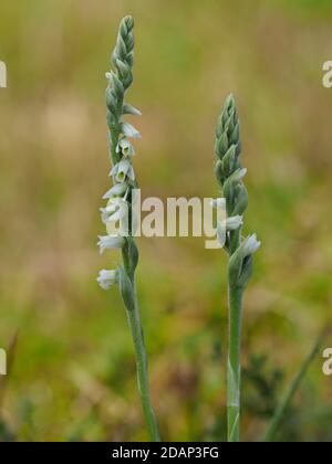 Autumn Lady's Tresses Flower, (Spiranthes spiralis), Queensdown Warren, Kent Wildlife Trust, UK, Stacked Focus Image, rare orchid, listed in Appendix Stock Photo