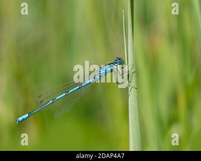 Common Blue Damselfly (Enallagma cyathigerum), male, perched resting on reed by pond, Sandwich Bay, Kent UK, Stock Photo