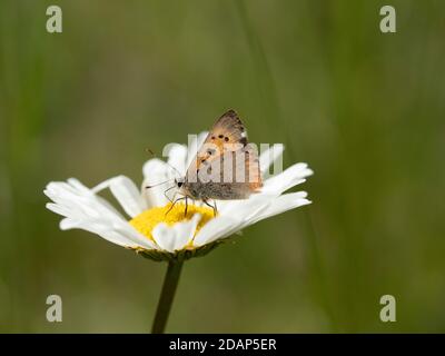 Small copper butterfly (Lycaena phlaeas) butterfly resting on oxeye daisy (Leucanthemum vulgare), Strawberry Banks, Kent Downland, UK, Stock Photo