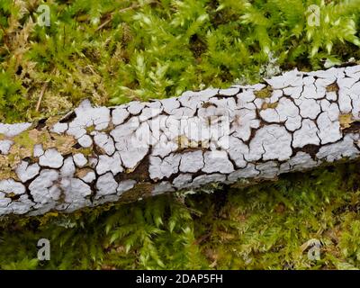 Lichen on fallen tree branch, on moss, The Larches, Kent Wildlife Trust, UK Stock Photo