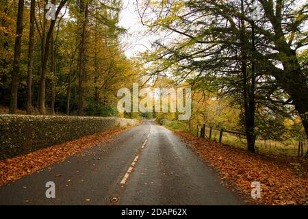 Leaves at side of Ranmore Common Road at Denbies Hillside, Surrey Hills, UK, Autumn 2020 Stock Photo