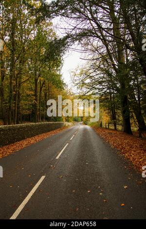 Leaves at side of Ranmore Common Road at Denbies Hillside, Surrey Hills, UK, Autumn 2020 Stock Photo