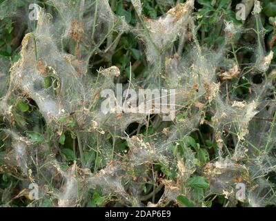 Brown-tailed moth nest larvae (Euproctis chrysorrhoea), Woolwich Green, Kent UK, large communal nest for protection Stock Photo
