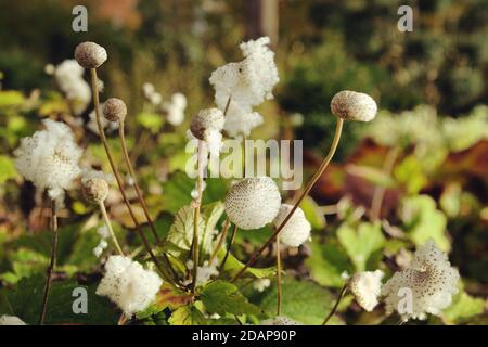 A macro shot of a Japanese anemone seed capsule Stock Photo