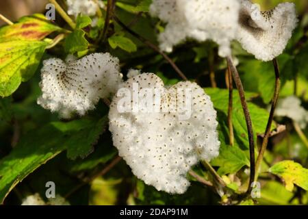 A macro shot of a Japanese anemone seed capsule Stock Photo