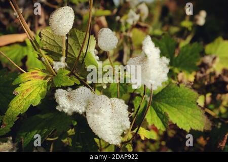 A macro shot of a Japanese anemone seed capsule Stock Photo