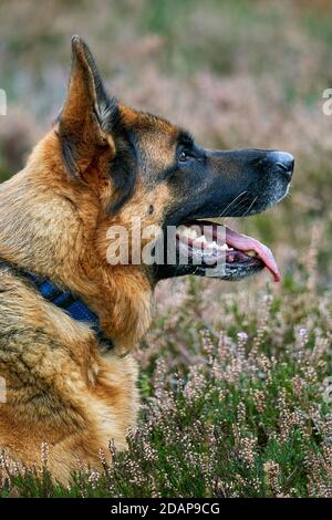 German Shepherd Stock Photo