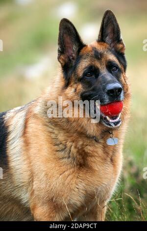 German Shepherd with Ball Stock Photo