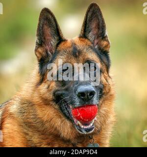 German Shepherd with Ball Stock Photo