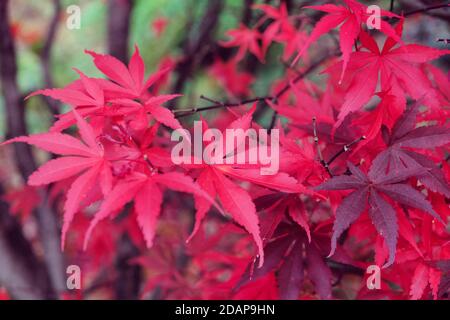 The bright red leaves of the Acer palmate maple (Japanese Maple during the autumn Stock Photo