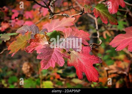 The brightly coloured leaves of the Hydrangea quercifolia Snow Queen ('Flemygea') in autumn Stock Photo
