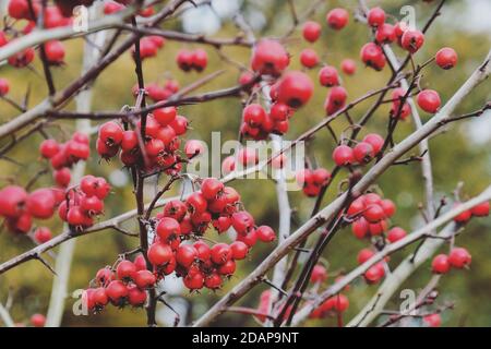Bright red berries of the Broad-leaved cockspur thorn 'Prunifolia'  (Crataegus persimilis) in autumn Stock Photo